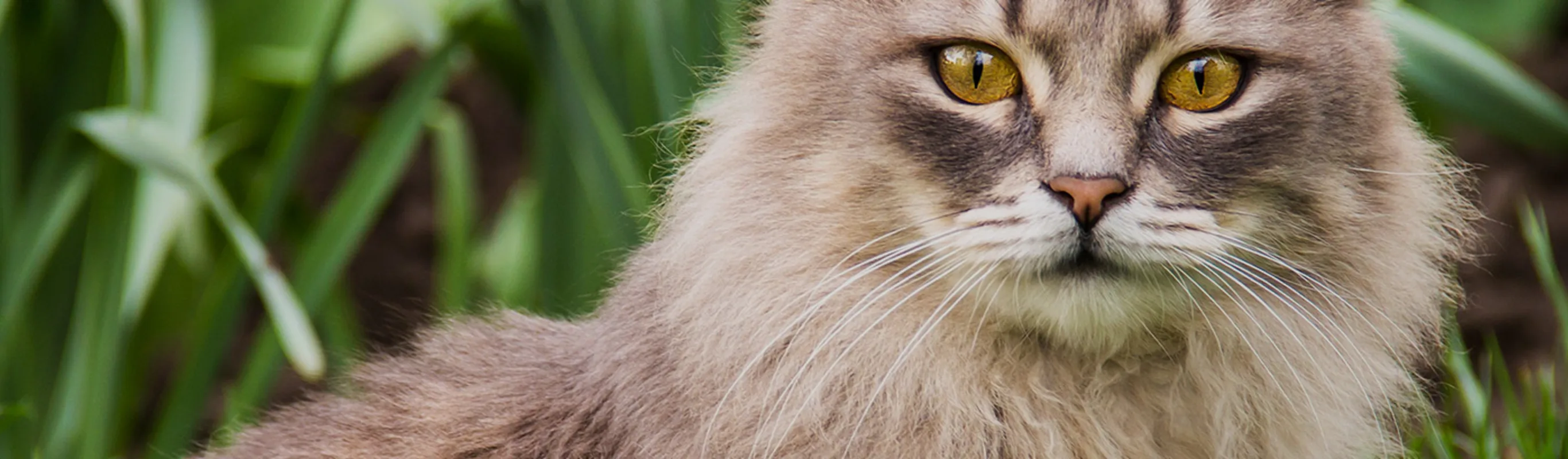 Grey cat sitting in the grass